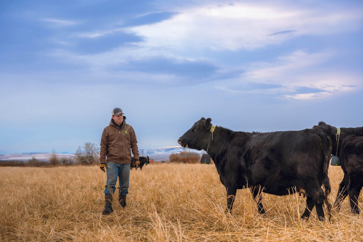 Black cattle wearing Nofence GPS collars in an open winter pasture, a rancher walking beside the herd