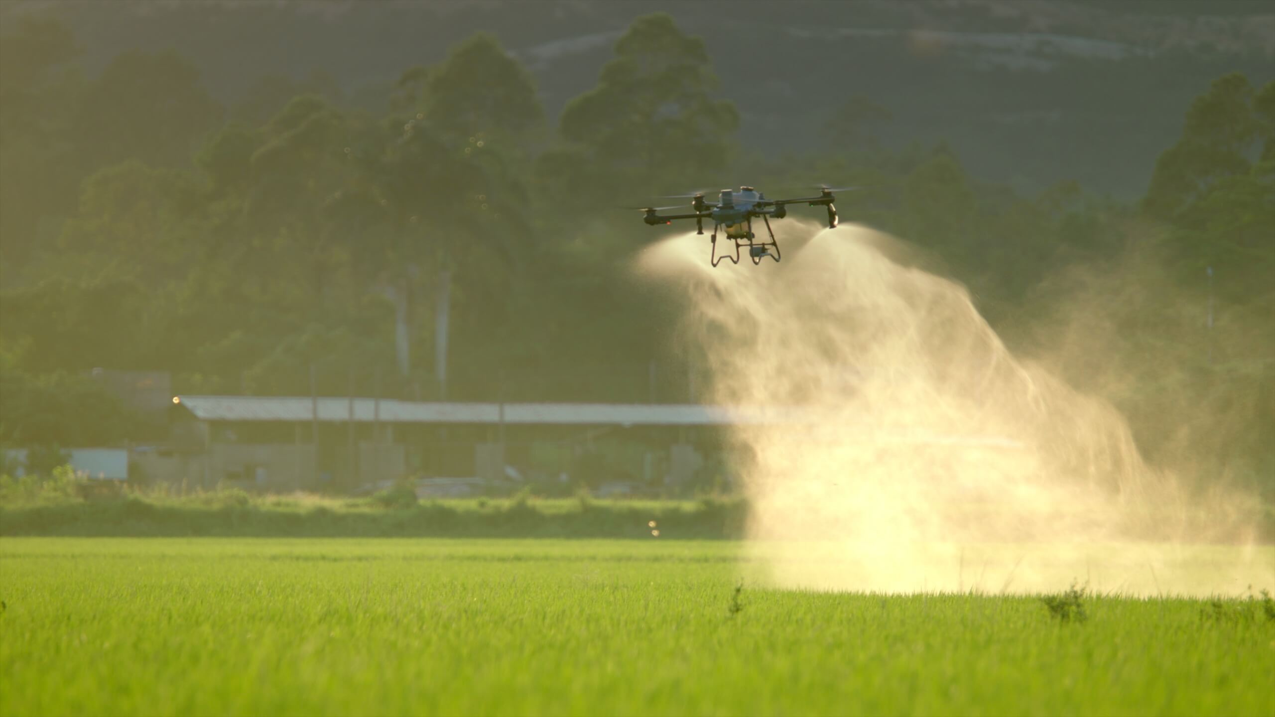 A DJI Agras T25P spray drone hovering low over a green rice field at sunrise, two fans of spray falling from its nozzles and drifting across the crop, with a long farm shed and wooded hills behind it