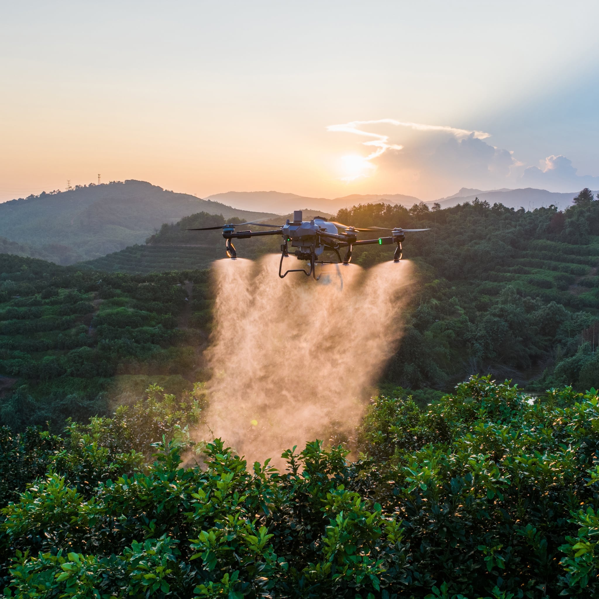 A Talos T60X sprayer drone hovering just above a block of broadleaf orchard shrubs at sunset, two wide fans of spray falling from its booms into the canopy, with terraced green hillsides and haze behind it